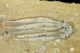 Fossil Crinoid (Scytalocrinus) - Crawfordsville, Indiana #149001-1